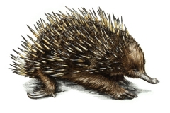 ameisenigel002