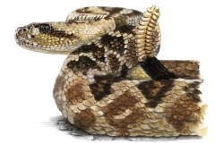 crotalus003