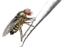 drosophila004