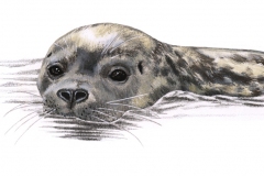 phoca006